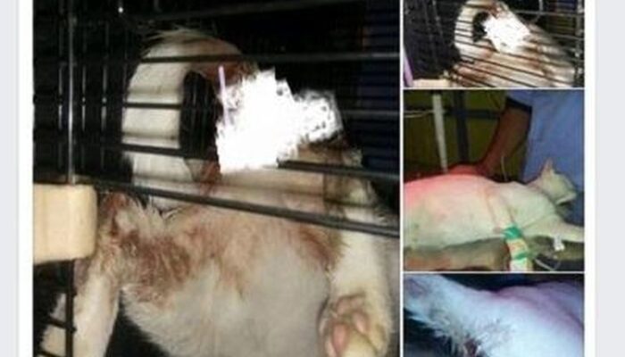 Heboh, Pria Mabuk di Tembilahan Riau Perkosa Seekor Kucing Hingga Mengalami Pendarahan Hebat