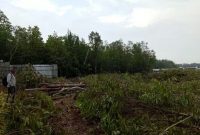 Penebangan hutan Bakau yang berhampiran dengan Situs Benda Cagar Budaya Sei Carang (foto. Ist)
