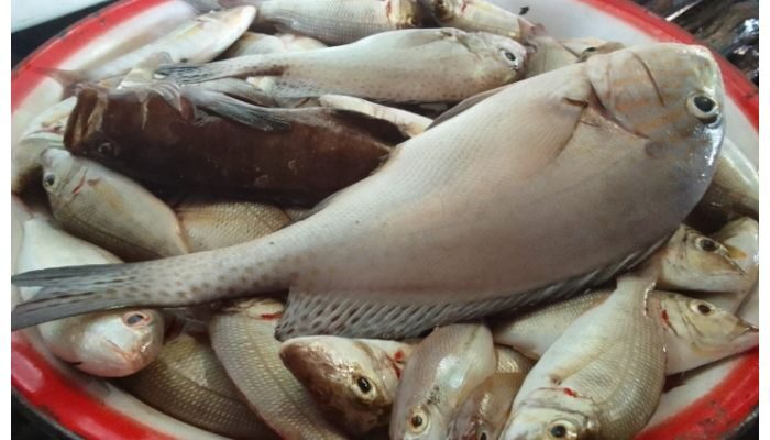 Ikan Kaci Jadi Primadona di Lingga, Harga 1 Kilogram Capai Rp40 Ribu, Pantaskah?