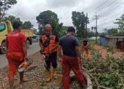 Pohon Tumbang di Tanjungpinang, BPBD Lakukan Evakuasi