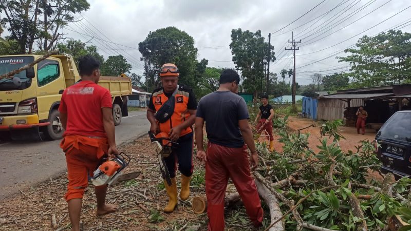 BPBD Tanjungpinang evakuasi pohon tumbang di Jln Nusantara Km 13
