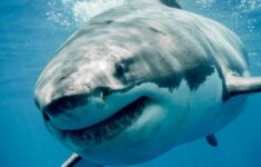 48894 hiu megalodon nexterorg