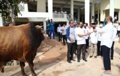 Bersempena Idul Adha 1441 H BP Batam Berkurban 6 Ekor Sapi dan 10 Ekor Kambing