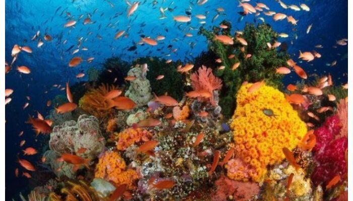 Pesona Taman Nasional Bunaken Surga Bawah Laut di Utara Pulau Sulawesi, Ini Info Lengkapnya