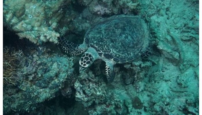 Pulau Pramuka Kepulauan Seribu MIliki Habitat Penyu  yang Indah, Simaklah Info Selengkapnya