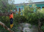 Pohon Asam Berusia Puluhan Tahun Tumbang Akibat Angin Kencang