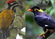 Mengenal 11 Jenis Burung Pelatuk Berdasarkan Warna dan Bentuknya, Apa Saja? Ini Penjelasannya
