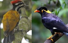 IMG 20230218 WA0011 3048925193