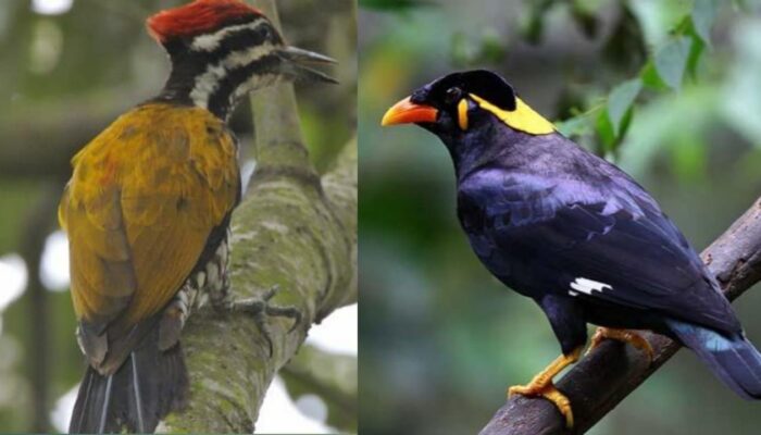 Mengenal 11 Jenis Burung Pelatuk Berdasarkan Warna dan Bentuknya, Apa Saja? Ini Penjelasannya