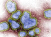 Flu Burung H5N1 Sudah Merambah Ke China, Seorang Wanita Usia 53 Tahun dinyatakan Positif