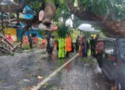 Dua Unit Mobil Hancur Akibat Pohon Tumbang, Rahma: Masyarakat Untuk Selalu Berhati-hati Dalam Berkendara