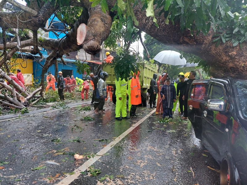 Walikota Tanjungpinang saat meninjau lokasi pohon tumbang di Jln Engku Putri