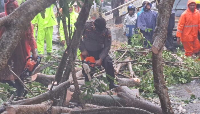 Samapta Polresta Tanjungpinang bersama Dinas Perkim dan BPBD Evakuasi Pohon Tumbang