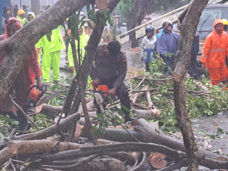 Personel Sat Samapta Polresta Tanjungpinang ketika membersihkan pohon tumbang di Jln Engku Putri Kota Tanjungpinang