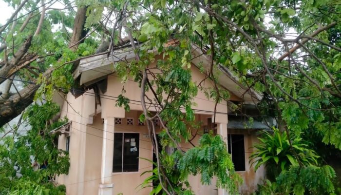 Akibat Tertimpa Pohon Tumbang, Pemilik Rumah Alami Shock