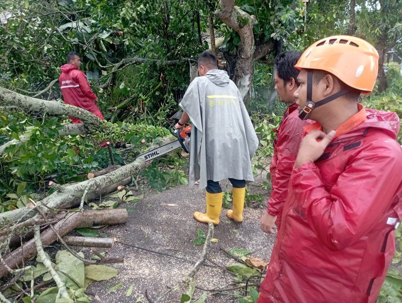 Tim Reaksi cepat BPBD Kota Tanjungpinang saat evakuasi Pohon Tumbang