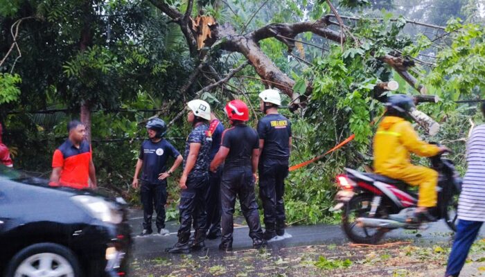 Angin Kencang Pohon Ukuran Besar Tumbang Menimpa Pengendara di Jln Adi Sucipto Km 11