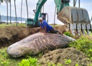 Ikan Hiu Tutul Sepanjang 5 Meter Mati Terdampar Akibat Tersangkut Jaring Nelayan Di Pesisir Selatan