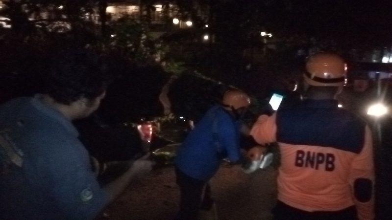 BPBD Tanjungpinang mengevakuasi pohon tumbang depan Comforta Hotel