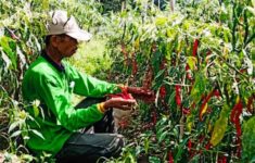 Masyarakat Letung Panen Hasil Tanaman Jenis Cabai