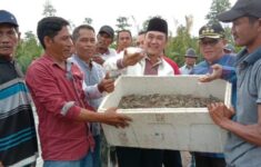 Panen Udang