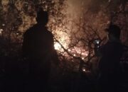 Lahan Tanpa Pemilik Hangus Terbakar di Jalan Nusantara Km 14