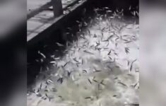 ikan