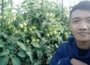 Petani Milenial Bintan Hasilkan Ratusan Juta Rupiah dari Budidaya Tomat