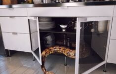 ular sanca teror pemukiman