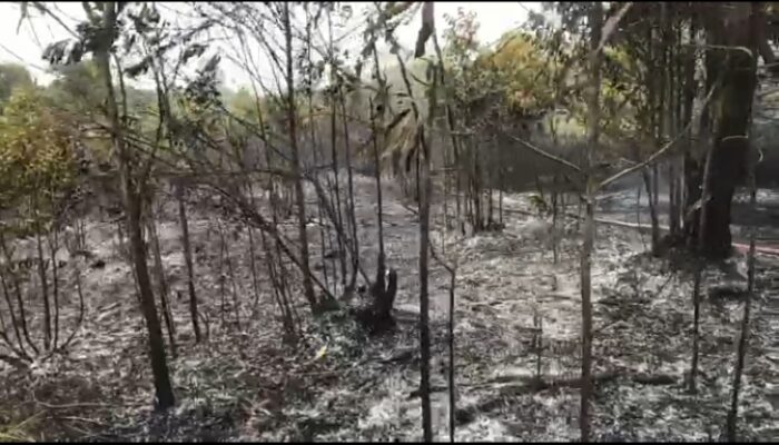 Lahan Kosong Seluas 10 Hektare Hangus Terbakar