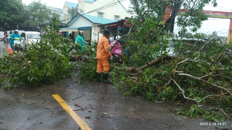Proses evakuasi pohon tumbang oleh BPBD Tanjungpinang, Minggu (18/5/2025) foto: istimewa 