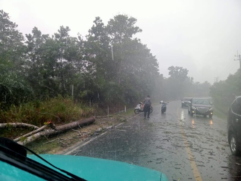 Proses evakuasi pohon tumbang ditengah curah hujan, Kamis (29/5/2025) foto: istimewa 