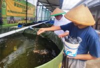 Budidaya ikan nila di Lapas Cipinang, Kamis (14/8/2025) foto: Ragil