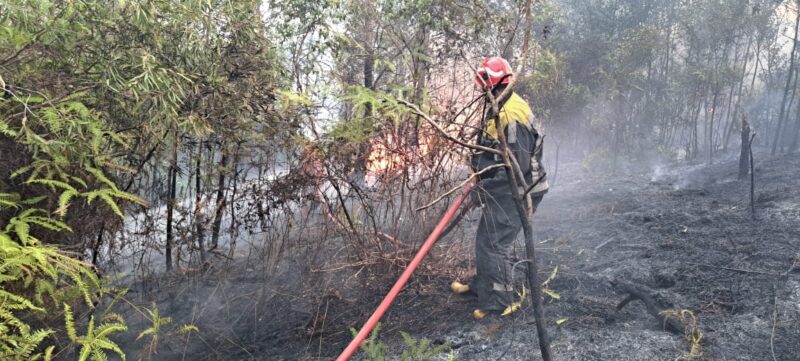Petugas Damkar Tanjungpinang berjibaku padamkan lahan terbakar, Senin (29/9/2025) foto: istimewa 