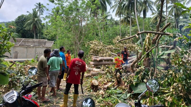 Pohon tumbang akibat angin kencang di Kabupaten Kepulauan Anambas, Rabu (29/10/2025) foto : Wan Yudi