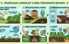 Menanam Sayur Bayam untuk Pemula
