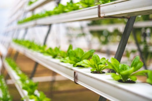 Menyulap Balkon Sempit Menjadi Kebun Pangan Organik Mandiri di Tengah Perkotaan