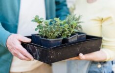 Menemukan Oase Mental Melalui Seni Berkebun Mikro di Sudut Balkon Perkotaan Modern