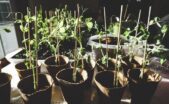 Menyulap Lahan Sempit Kota Menjadi Kebun Pangan Organik yang Melimpah dan Menyehatkan Keluarga