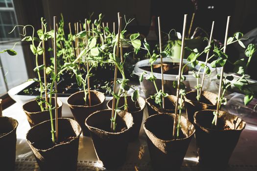 Menyulap Lahan Sempit Kota Menjadi Kebun Pangan Organik yang Melimpah dan Menyehatkan Keluarga
