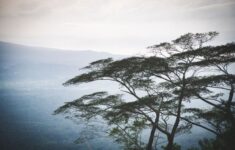 Menjelajahi Sunyinya Munduk: Tempat Waktu Berhenti di Tengah Kebun Cengkeh dan Kopi Bali Utara