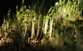 Menanam Sayur Organik Mikro di Balkon Apartemen Mewujudkan Ketahanan Pangan Mandiri Perkotaan