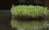 Kebun Sayur Mikro di Balkon Rumah Solusi Hemat Pangan Segar Bebas Pestisida