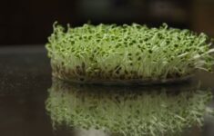 Kebun Sayur Mikro di Balkon Rumah Solusi Hemat Pangan Segar Bebas Pestisida