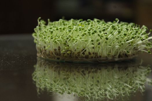Kebun Sayur Mikro di Balkon Rumah Solusi Hemat Pangan Segar Bebas Pestisida