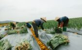 Menelusuri Jejak Pangan Bersih Dari Ladang Organik Hingga Piring Makan Perkotaan