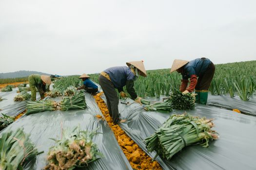 Menelusuri Jejak Pangan Bersih Dari Ladang Organik Hingga Piring Makan Perkotaan