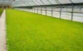 Menjemput Rezeki di Tanah Subur Lewat Tren Agribisnis Modern Anak Muda