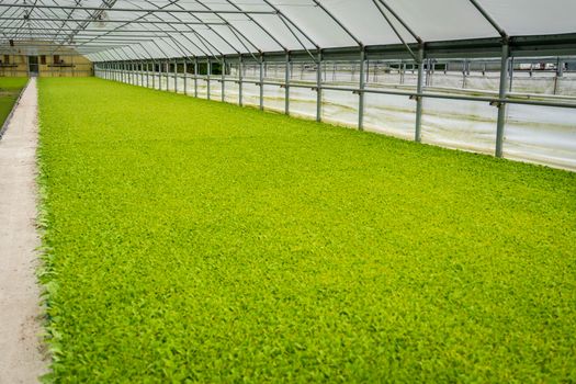 Menjemput Rezeki di Tanah Subur Lewat Tren Agribisnis Modern Anak Muda
