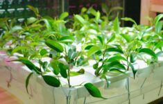 Menanam Masa Depan Pangan Mulai dari Kebun Pintar dan Sensor Otomatis di Atap Rumah